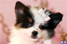 pomeranian puppy posted by tcuppuppiesforsale4