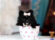 pomeranian puppy posted by tcuppuppiesforsale4