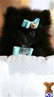 pomeranian puppy posted by tcuppuppiesforsale4