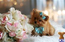 pomeranian puppy posted by tcuppuppiesforsale4