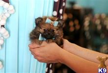 pomeranian puppy posted by tcuppuppiesforsale4