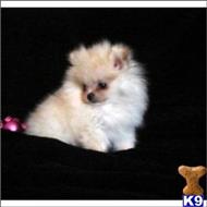 pomeranian puppy posted by tcuppuppiesforsale4