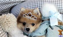 pomeranian puppy posted by tcuppuppiesforsale4