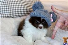 pomeranian puppy posted by tcuppuppiesforsale4