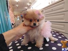 pomeranian puppy posted by tcuppuppiesforsale4