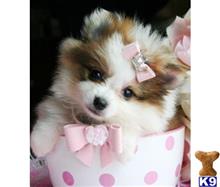 pomeranian puppy posted by tcuppuppiesforsale4
