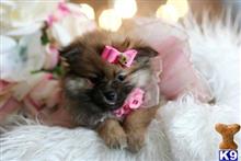 pomeranian puppy posted by tcuppuppiesforsale4