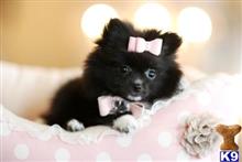 pomeranian puppy posted by tcuppuppiesforsale4