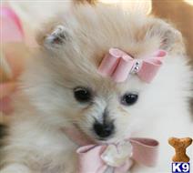 pomeranian puppy posted by tcuppuppiesforsale4