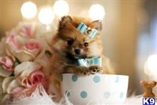 pomeranian puppy posted by tcuppuppiesforsale4