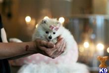 pomeranian puppy posted by tcuppuppiesforsale4