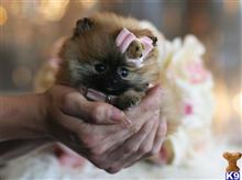 pomeranian puppy posted by tcuppuppiesforsale4