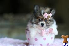 pomeranian puppy posted by tcuppuppiesforsale4