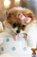 pomeranian puppy posted by tcuppuppiesforsale4