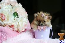 pomeranian puppy posted by tcuppuppiesforsale4
