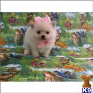 pomeranian puppy posted by tcuppuppiesforsale4