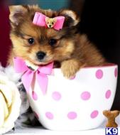 pomeranian puppy posted by tcuppuppiesforsale4