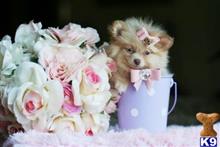 pomeranian puppy posted by tcuppuppiesforsale4