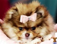 pomeranian puppy posted by tcuppuppiesforsale4