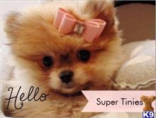 pomeranian puppy posted by tcuppuppiesforsale4