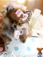 pomeranian puppy posted by tcuppuppiesforsale4