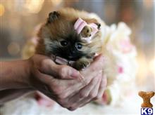 pomeranian puppy posted by tcuppuppiesforsale4