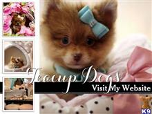pomeranian puppy posted by tcuppuppiesforsale4