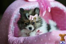 pomeranian puppy posted by tcuppuppiesforsale4