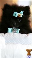 pomeranian puppy posted by tcuppuppiesforsale4