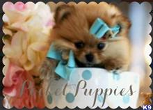 pomeranian puppy posted by tcuppuppiesforsale4