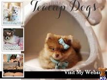 pomeranian puppy posted by tcuppuppiesforsale4