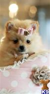 pomeranian puppy posted by tcuppuppiesforsale4