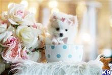 pomeranian puppy posted by tcuppuppiesforsale4