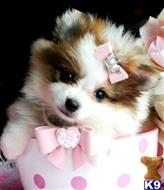 pomeranian puppy posted by tcuppuppiesforsale4