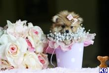 pomeranian puppy posted by tcuppuppiesforsale4