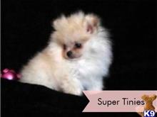 pomeranian puppy posted by tcuppuppiesforsale4