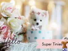 pomeranian puppy posted by tcuppuppiesforsale4