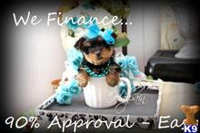 yorkshire terrier puppy posted by tcuppuppiesforsale4