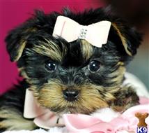yorkshire terrier puppy posted by tcuppuppiesforsale4