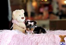 yorkshire terrier puppy posted by tcuppuppiesforsale4