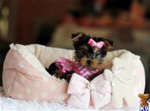 yorkshire terrier puppy posted by tcuppuppiesforsale4