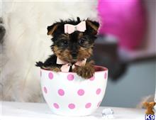 yorkshire terrier puppy posted by tcuppuppiesforsale4