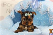yorkshire terrier puppy posted by tcuppuppiesforsale4