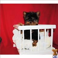 yorkshire terrier puppy posted by tcuppuppiesforsale4