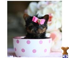 yorkshire terrier puppy posted by tcuppuppiesforsale4
