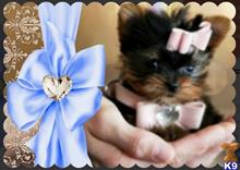 yorkshire terrier puppy posted by tcuppuppiesforsale4