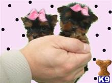 yorkshire terrier puppy posted by tcuppuppiesforsale4