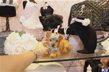 yorkshire terrier puppy posted by tcuppuppiesforsale4