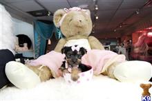 yorkshire terrier puppy posted by tcuppuppiesforsale4