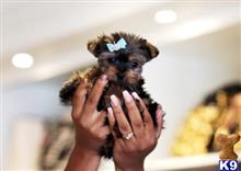 yorkshire terrier puppy posted by tcuppuppiesforsale4